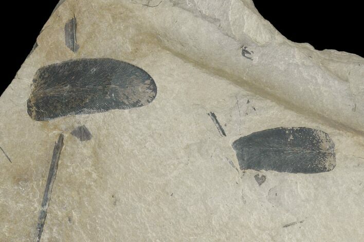 Pennsylvanian Fossil Fern (Macroneuropteris) Leaflets - Kentucky #126230